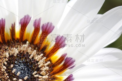 洋甘菊