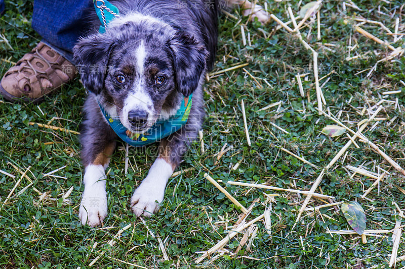 草地上的斑纹犬等待收养