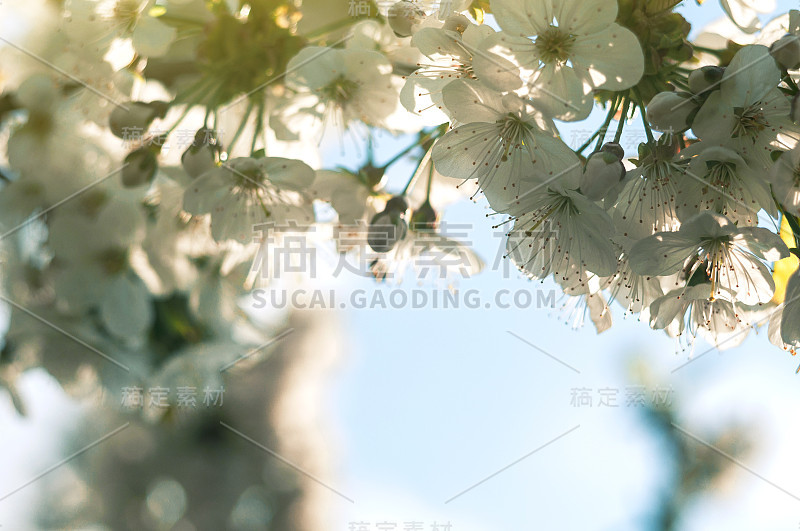 摘要春季季节背景的盛开的白色樱桃。春天的到来和温暖的季节。模板的设计。副本的空间。