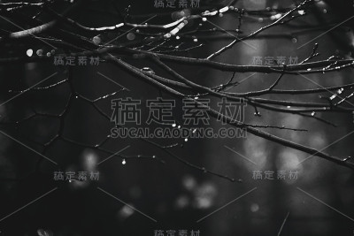 秋雨后的树枝