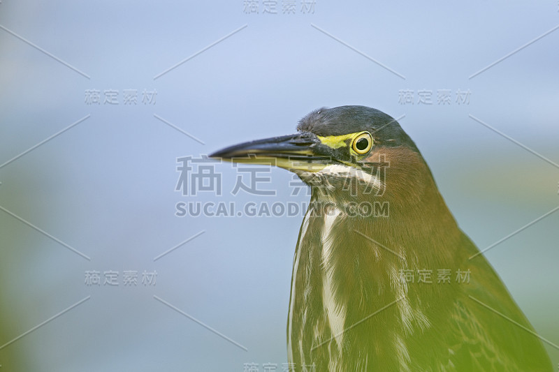 一只苍鹭的肖像(Butorides virescens)栖息在一棵树在水。