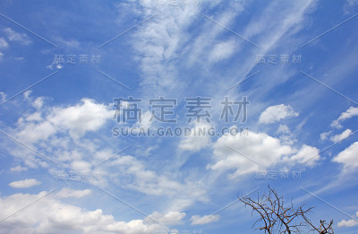 蓝天上的枯树