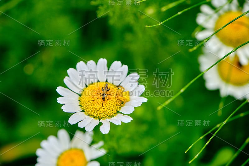 一朵又大又大的雏菊花和一朵蜜蜂或类似蜘蛛的花，这是春天大自然中的近距离微距照片。