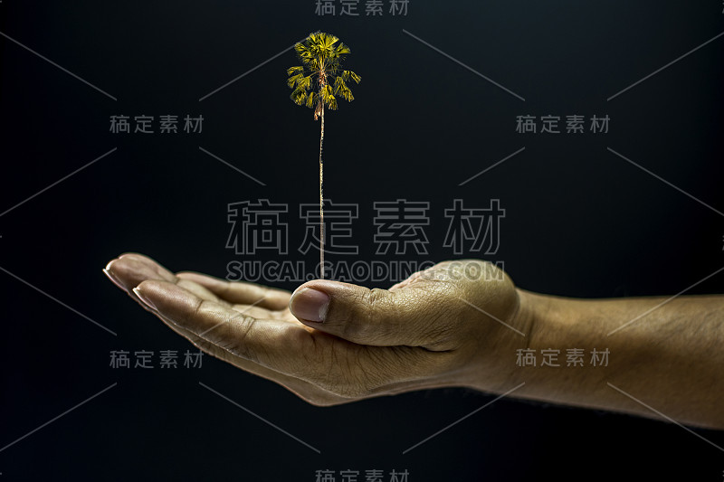 亚洲男人手捧槟榔棕榈树在黑色背景上暗色风格是环境助求理念