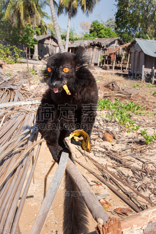 雄性黑狐猴(猕猴桃猕猴桃)爬上一根原木吃香蕉，马达加斯加