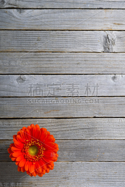 非洲菊的背景