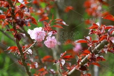 日本樱花