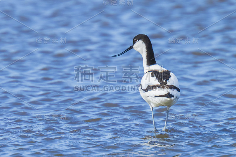 Pied Avocet, Recurvirostra avosetta，饲料