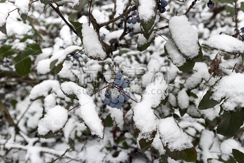 在冬天的一天，木兰雪下的蓝色浆果。