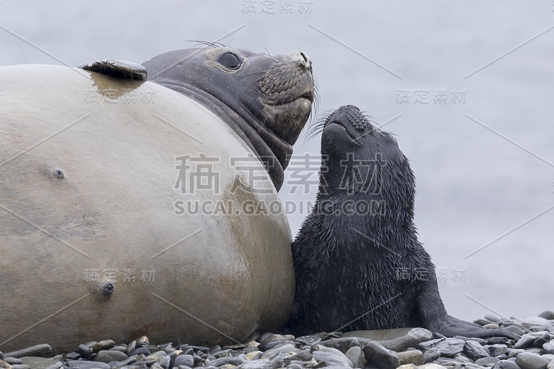 在南乔治亚岛哈肯国王湾的海滩上，母海象带着刚出生的幼崽