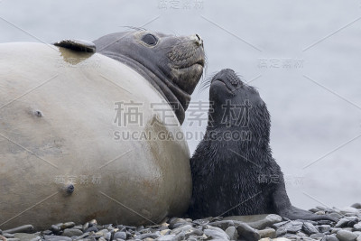 在南乔治亚岛哈肯国王湾的海滩上，母海象带着刚出生的幼崽