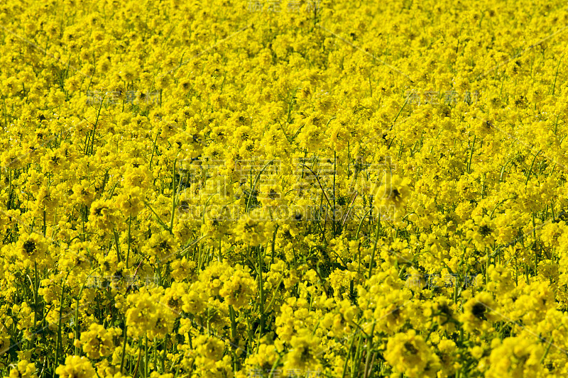 矮花田(日本爱媛县香椿市)