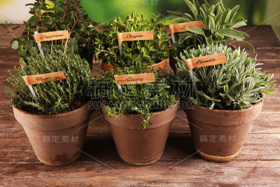 在古老的陶罐里种植芳香的草药。一套烹饪香草。绿色生长鼠尾草，牛至，百里香，美味，薄荷和牛至与薰衣草标