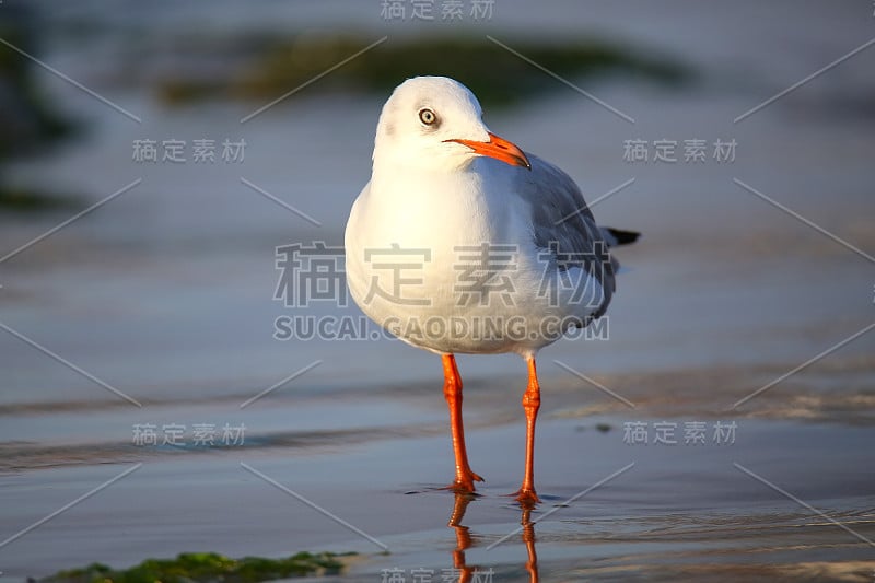 秘鲁帕拉卡斯湾海滩上的灰头海鸥