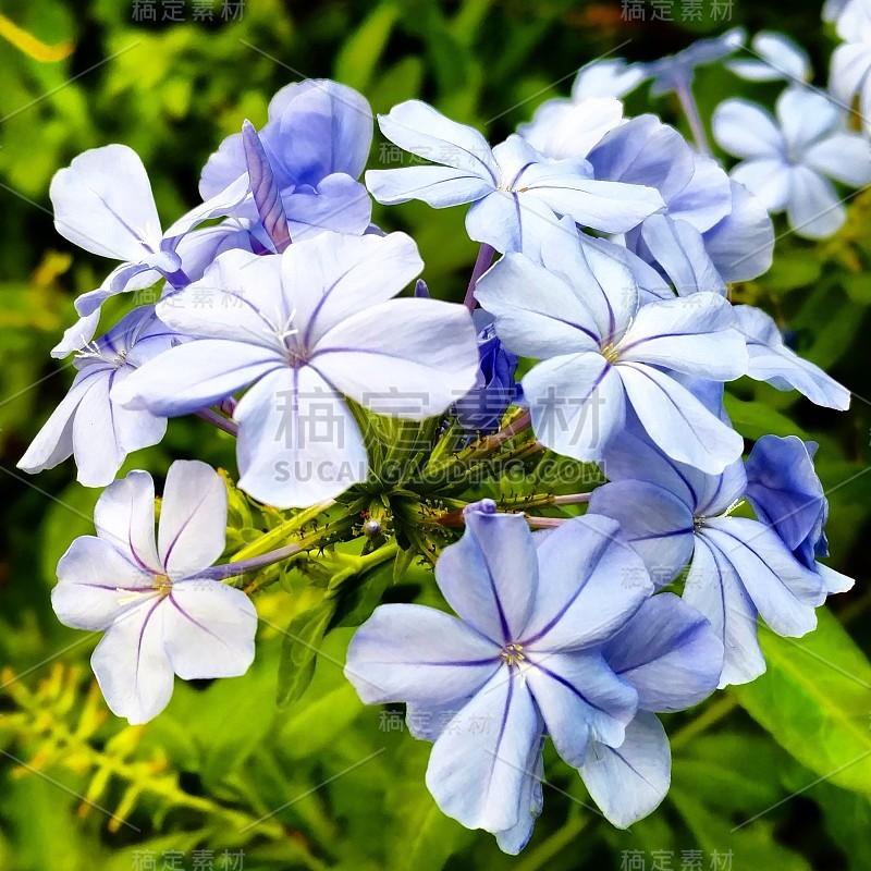 德克萨斯州的Clear Lake City的Blue Plumbago