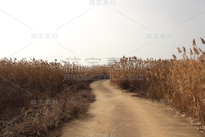在秋天的芦苇之间