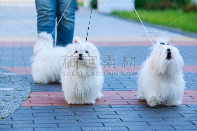 可爱的马耳他狗