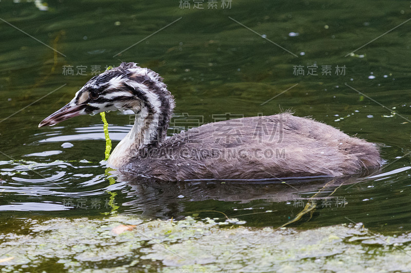 大冠毛鸊鷉- Podiceps cristatus