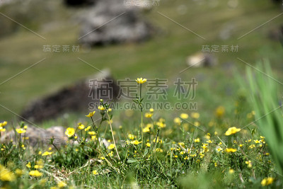 野生黄花