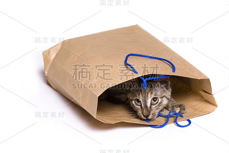 袋子里的猫