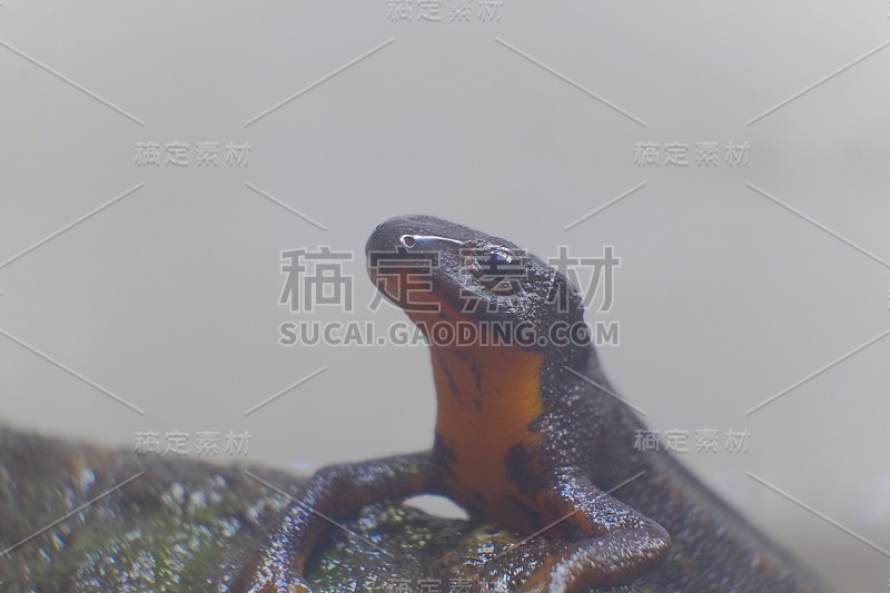 蝾螈的照片
