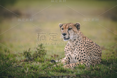 猎豹休息