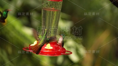 在蜂鸟喂食器旁的红尾蜂鸟