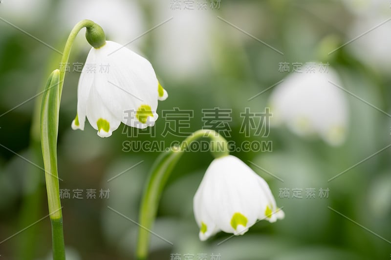 这是一种叫做春雪花(Leucojum vernum)的精致花的微距镜头，是一种多年生球茎开花植物，属