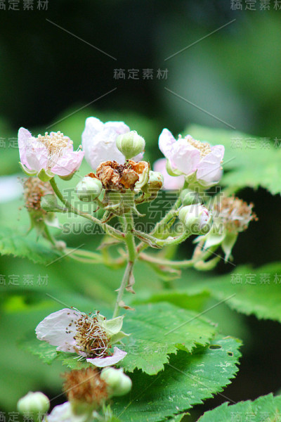 开花