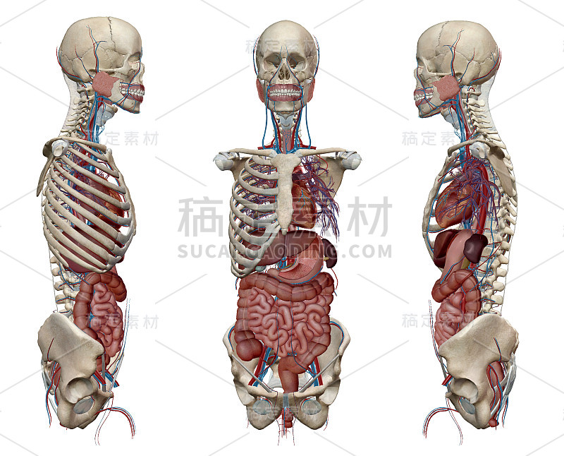 人体解剖学、骨骼和器官。3d渲染，癌症，疼痛和传染病。病毒爆发