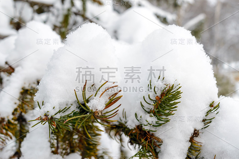 绿枝下的冷杉雪帽。冬天的风景。