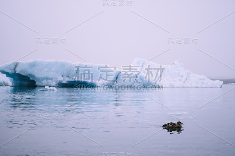 冰岛Jokulsalron冰川湖上的蓝色冰川和棕色鸭子