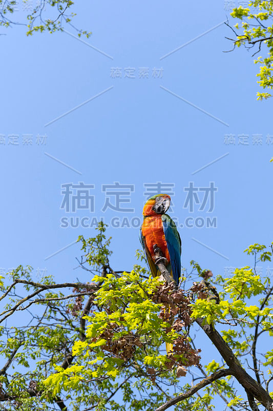 多色金刚鹦鹉在树顶上