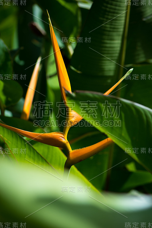 黄海里康属植物的花