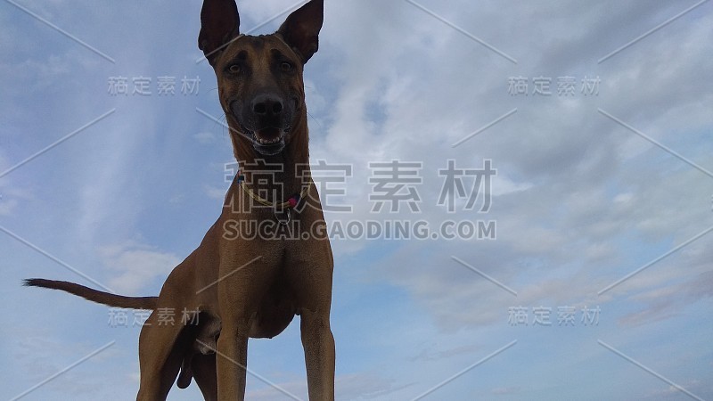 Kombai是印度斗牛犬，有着巨大的结构