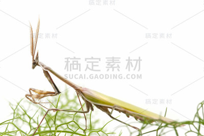 螳螂