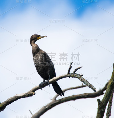 一只栖息在树上的双冠鸬鹚