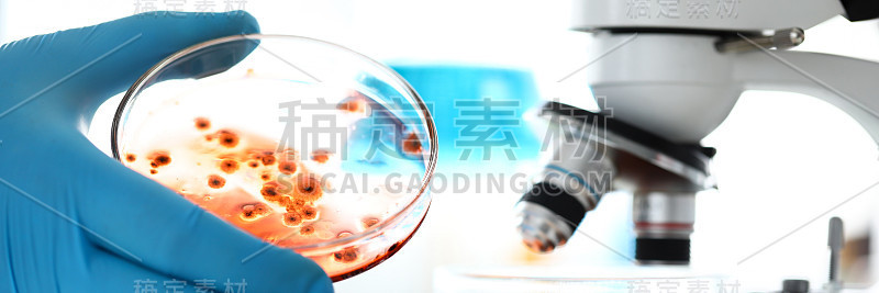 科学家手戴防护手套拿着培养皿