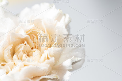 白色背景上的花的静物
