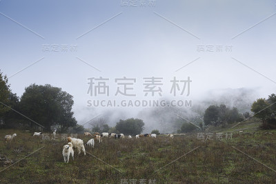 的牧羊犬