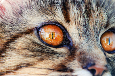 可爱的猫，非常顽皮，有黄色的眼睛