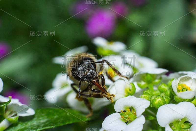 蜜蜂在爱丽丝花上，