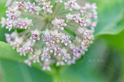 马利筋