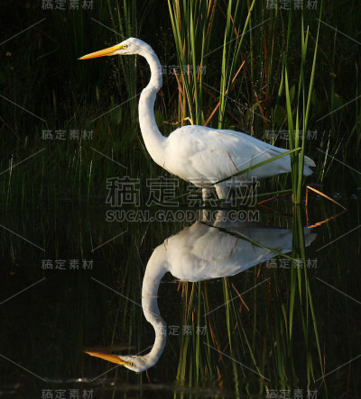 大白鹭