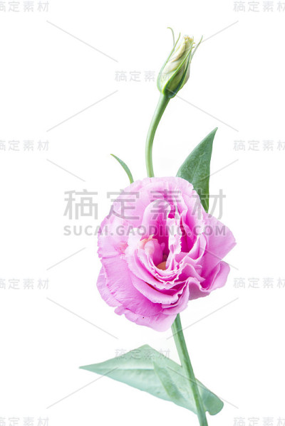 粉色Eustoma花
