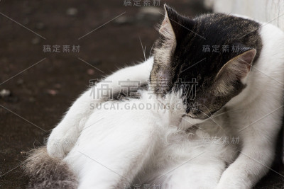 家猫