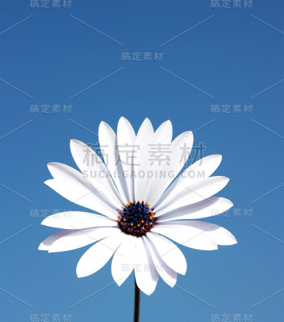 白色的雏菊