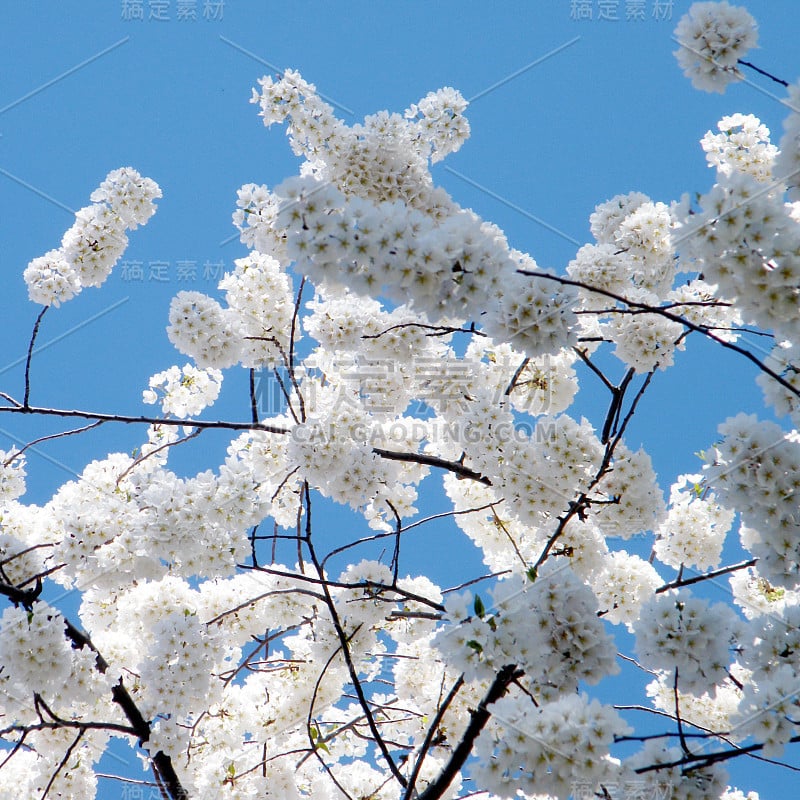 华盛顿樱花树2010