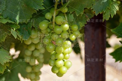 霞多丽葡萄。