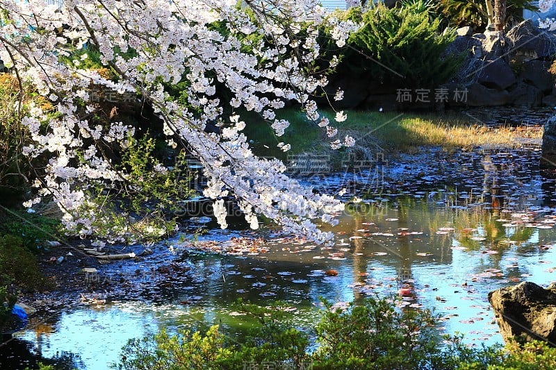 樱花、牧场、田野、樱花树、李子、油菜花、村庄、